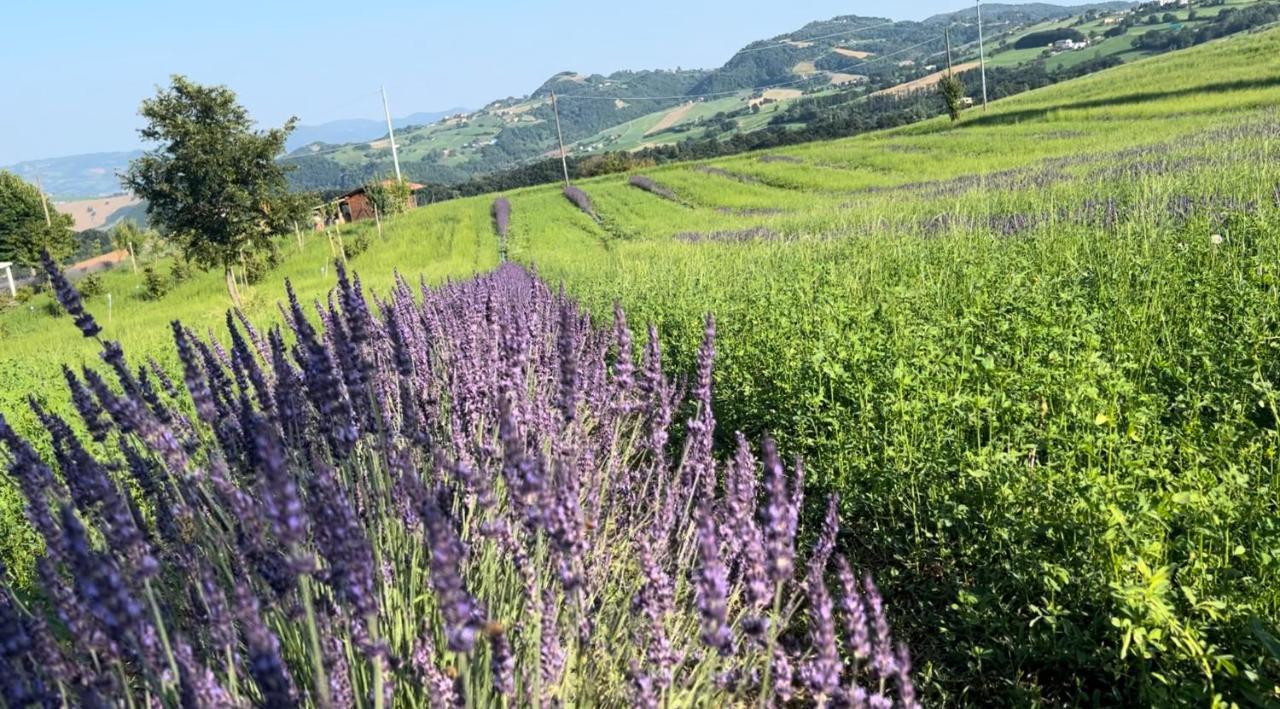 La Baita Nei Boschi Villa Serramazzoni Bagian luar foto