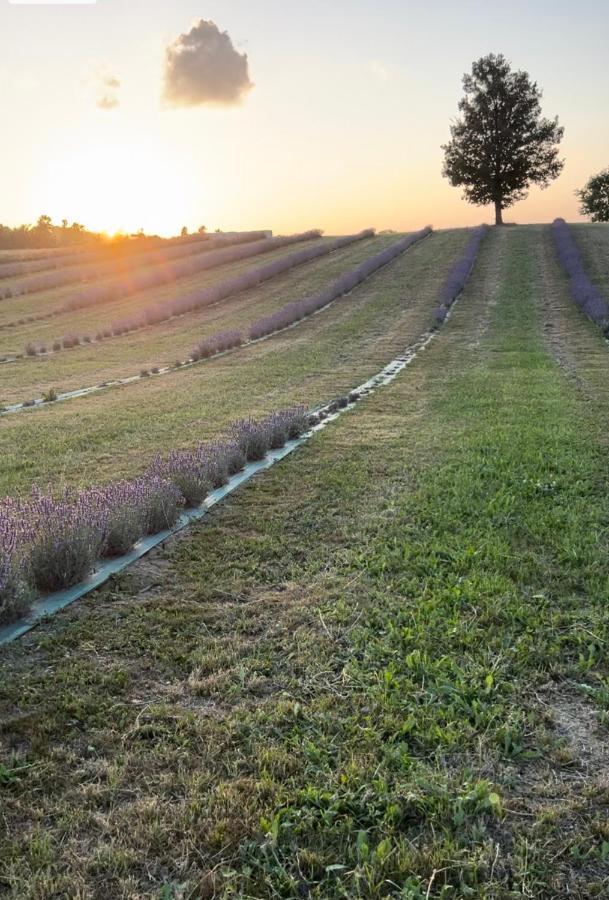 La Baita Nei Boschi Villa Serramazzoni Bagian luar foto