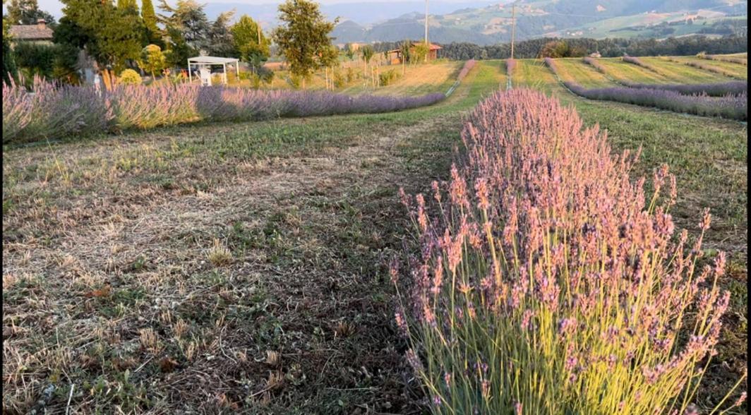 La Baita Nei Boschi Villa Serramazzoni Bagian luar foto