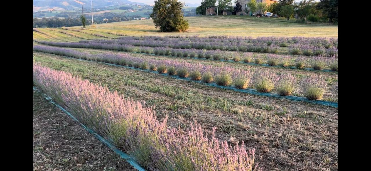 La Baita Nei Boschi Villa Serramazzoni Bagian luar foto