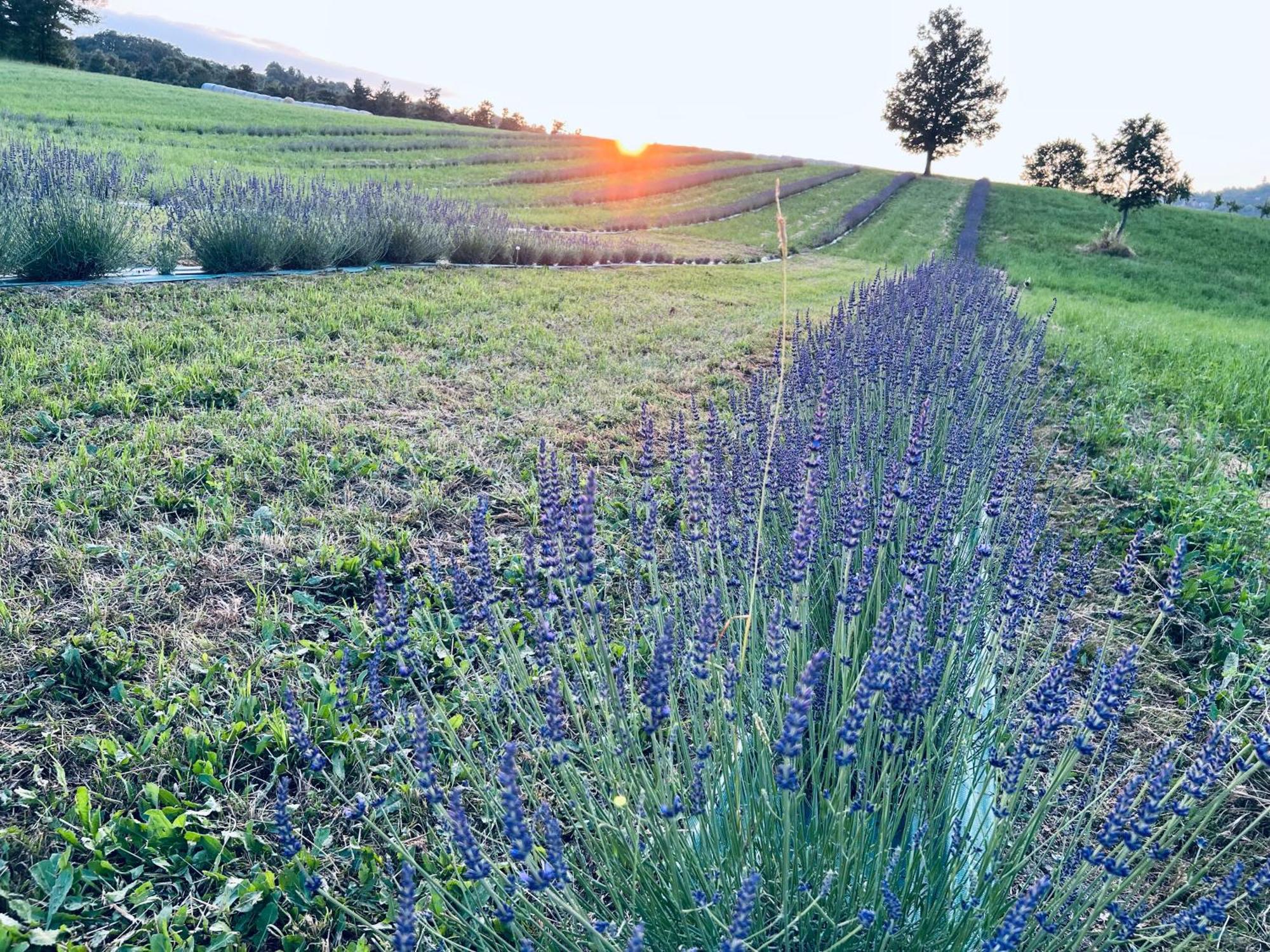 La Baita Nei Boschi Villa Serramazzoni Bagian luar foto