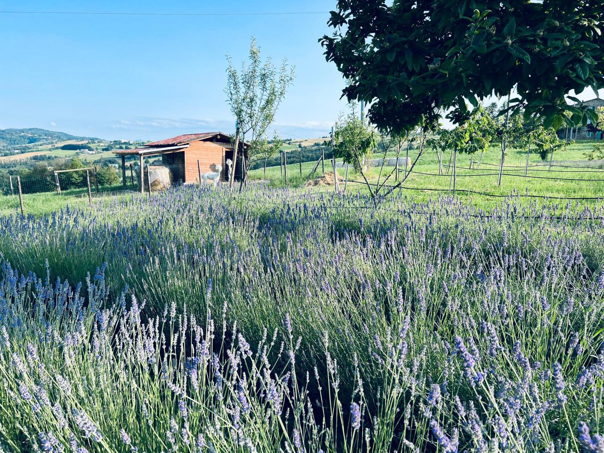 La Baita Nei Boschi Villa Serramazzoni Bagian luar foto
