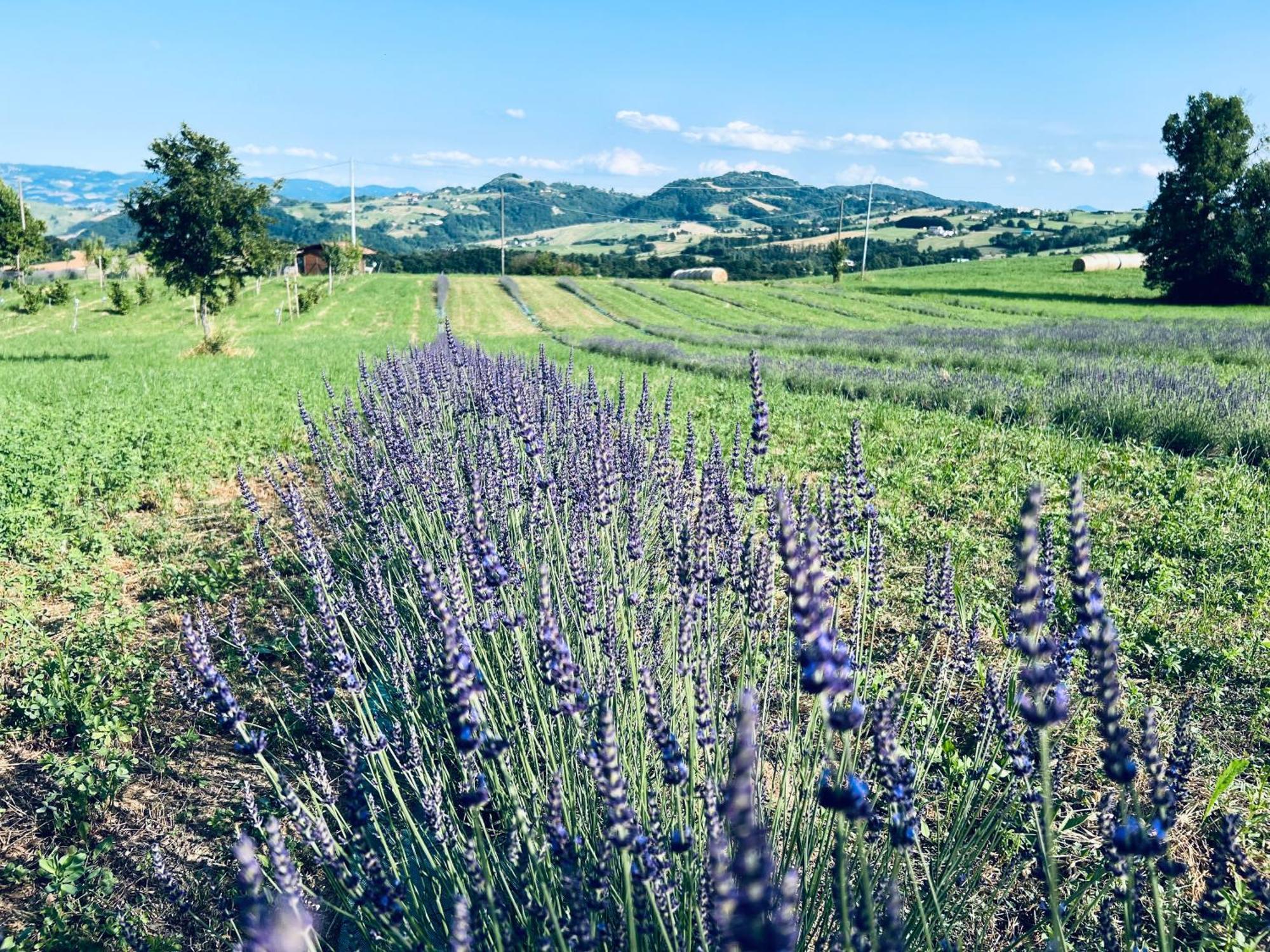 La Baita Nei Boschi Villa Serramazzoni Bagian luar foto